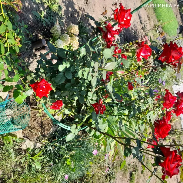 превью изображения отзыва