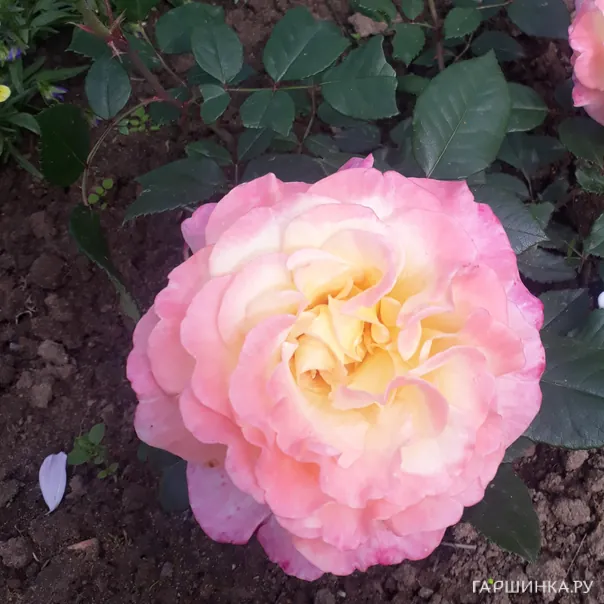 превью изображения отзыва