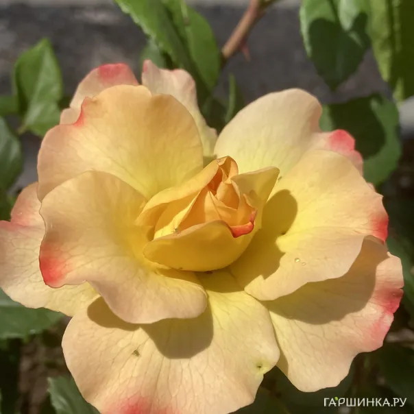 превью изображения отзыва