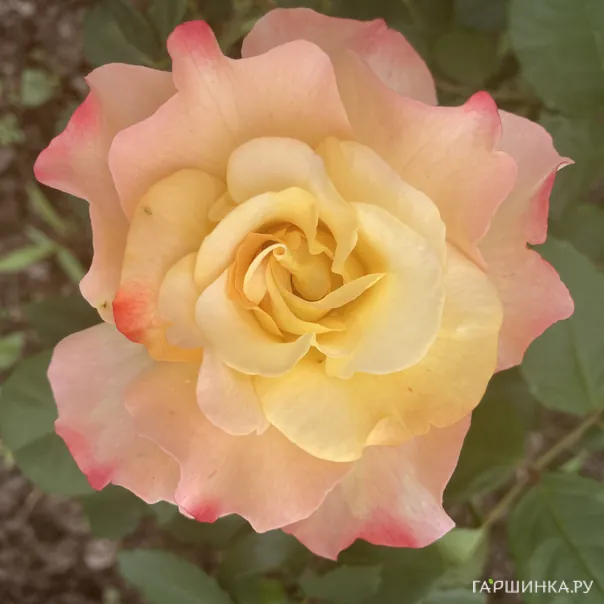 превью изображения отзыва