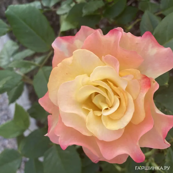 превью изображения отзыва