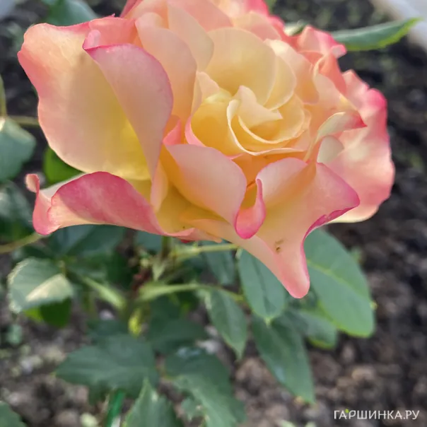 превью изображения отзыва