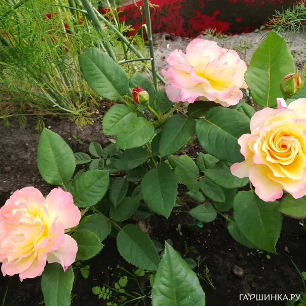 превью изображения отзыва