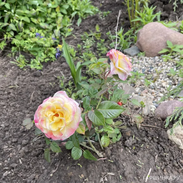 превью изображения отзыва