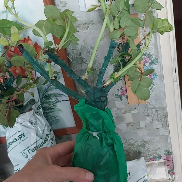 превью изображения отзыва