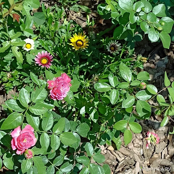 превью изображения отзыва