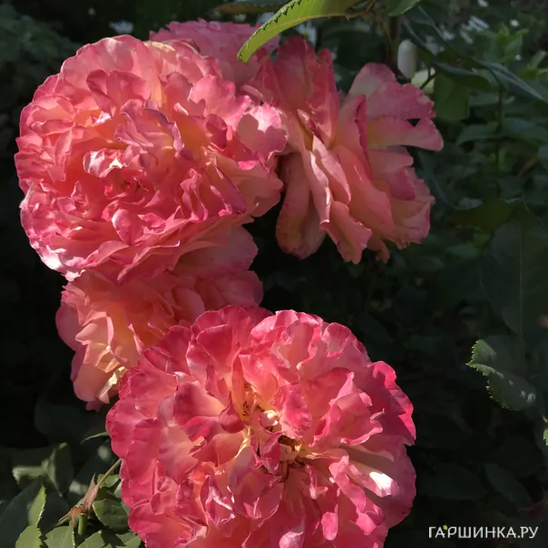 превью изображения отзыва