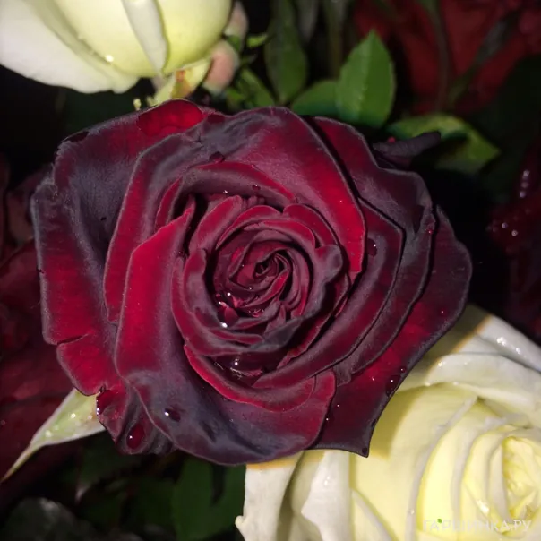 превью изображения отзыва