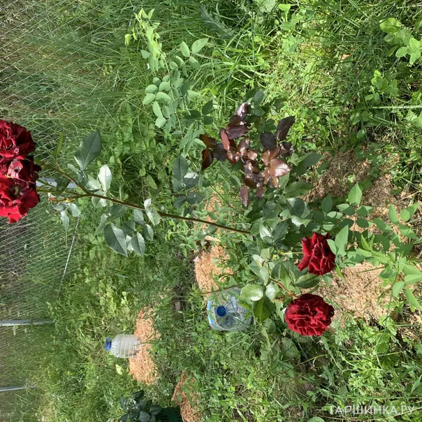 превью изображения отзыва