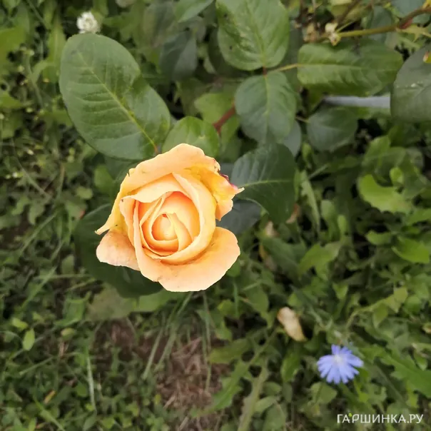 превью изображения отзыва