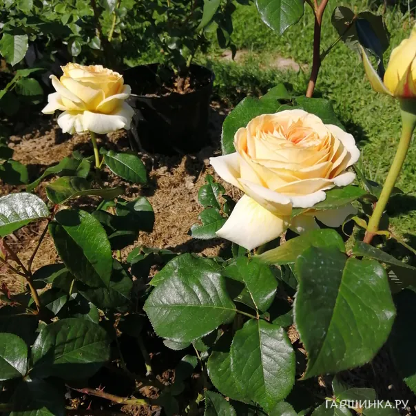 превью изображения отзыва