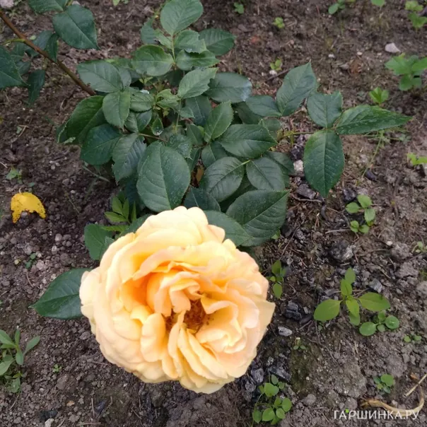 превью изображения отзыва