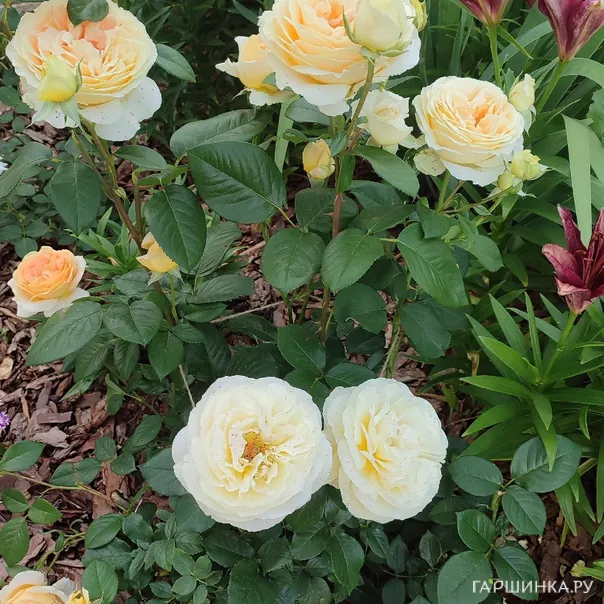 превью изображения отзыва