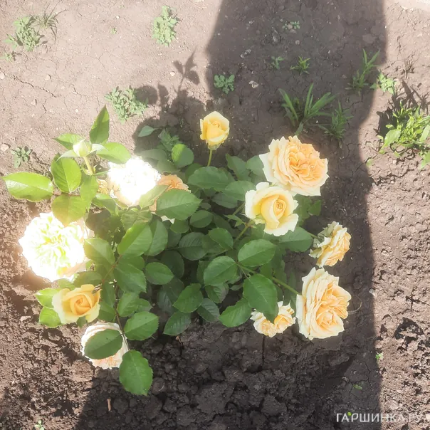 превью изображения отзыва