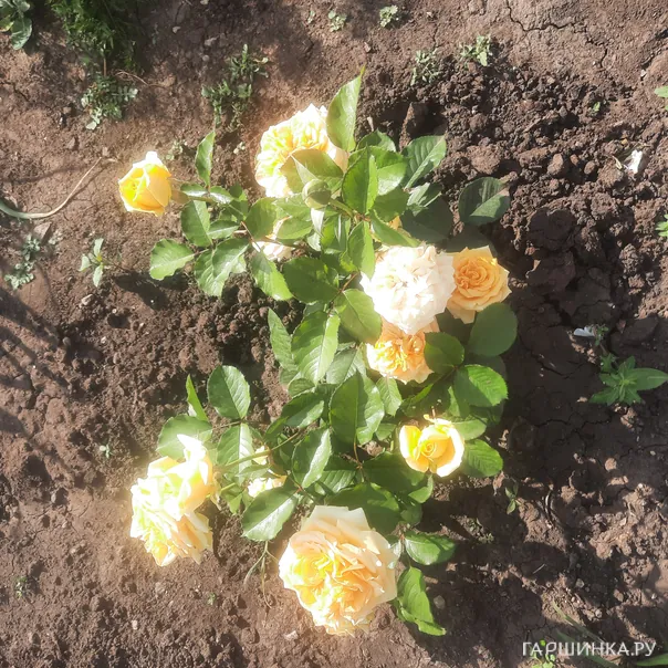 превью изображения отзыва