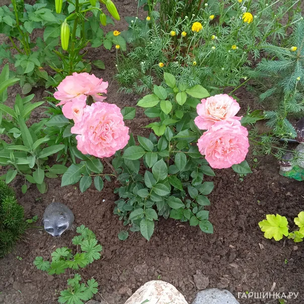 превью изображения отзыва