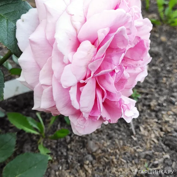 превью изображения отзыва