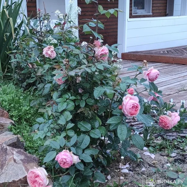 превью изображения отзыва