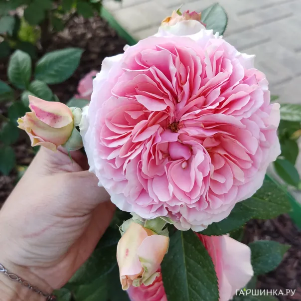 превью изображения отзыва