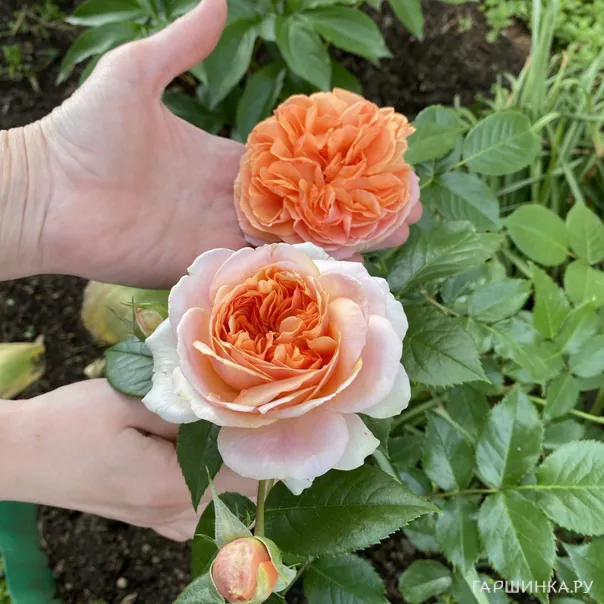 превью изображения отзыва