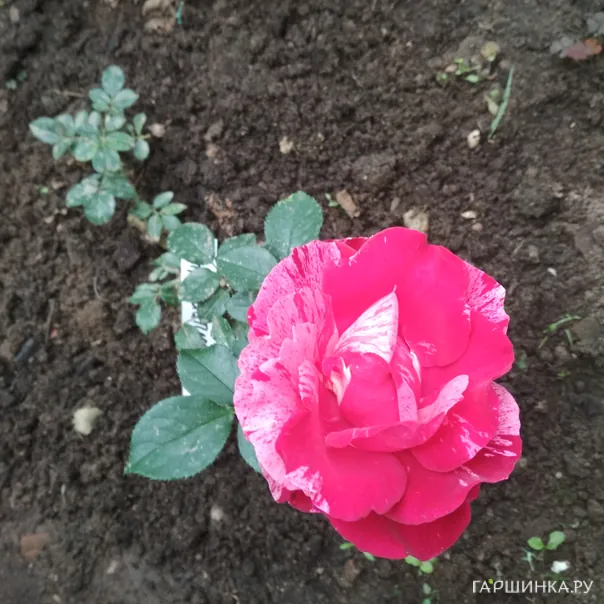 превью изображения отзыва