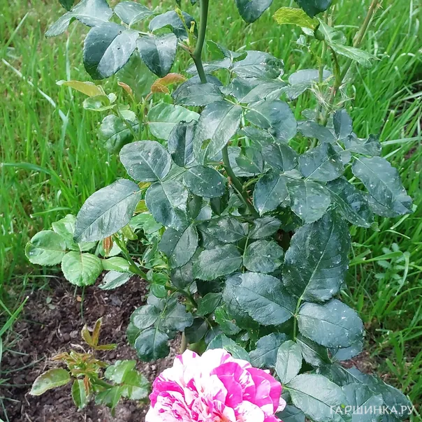 превью изображения отзыва