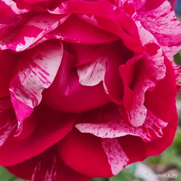 превью изображения отзыва