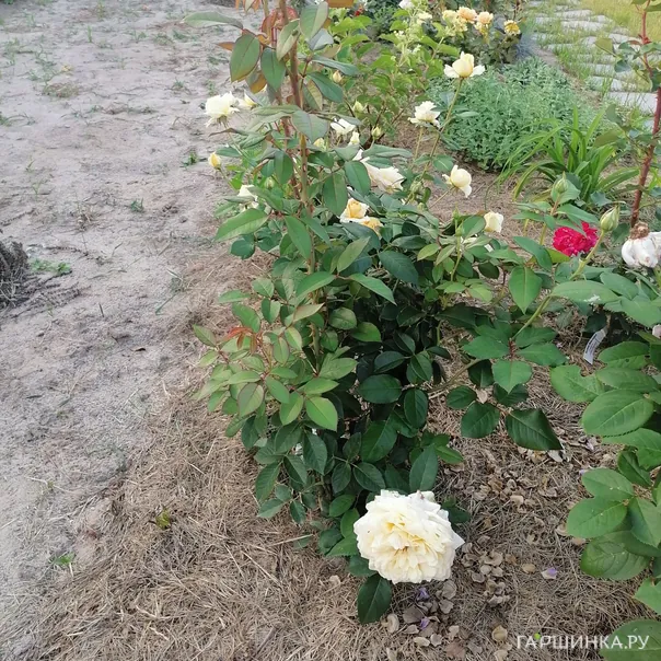 превью изображения отзыва