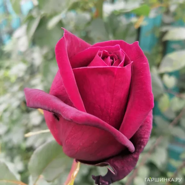 превью изображения отзыва