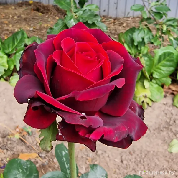 превью изображения отзыва