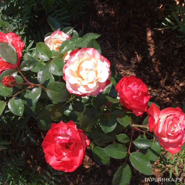 превью изображения отзыва