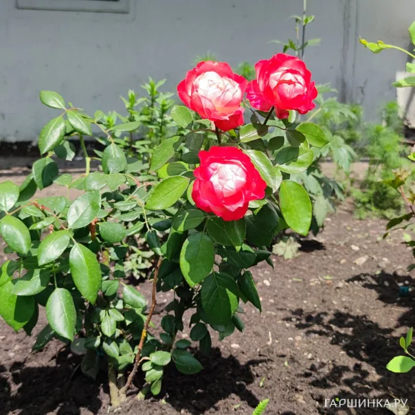 превью изображения отзыва