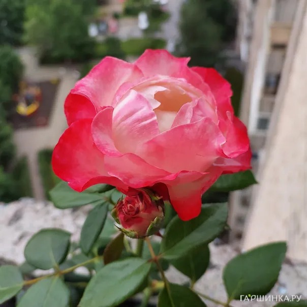 превью изображения отзыва