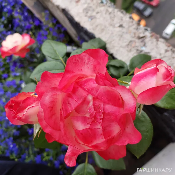 превью изображения отзыва