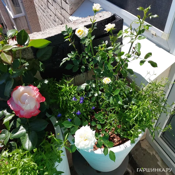 превью изображения отзыва