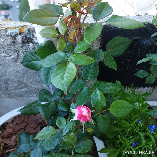 превью изображения отзыва