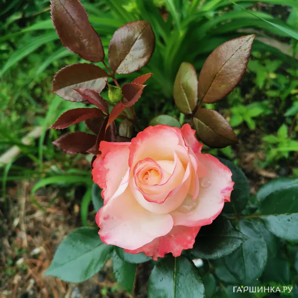 превью изображения отзыва