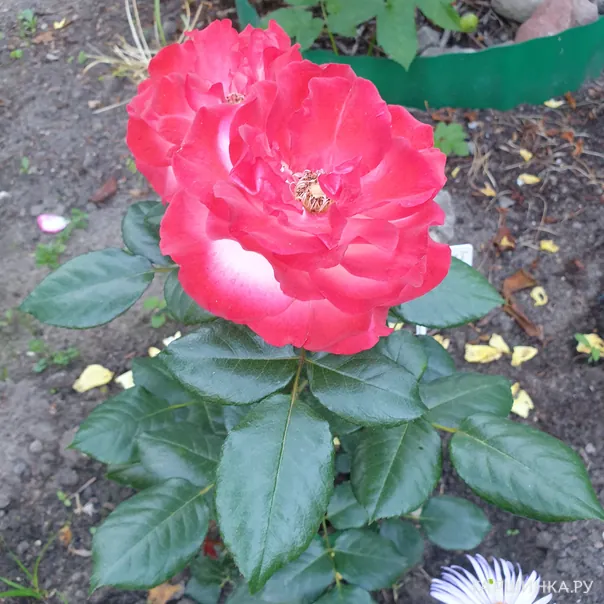 превью изображения отзыва