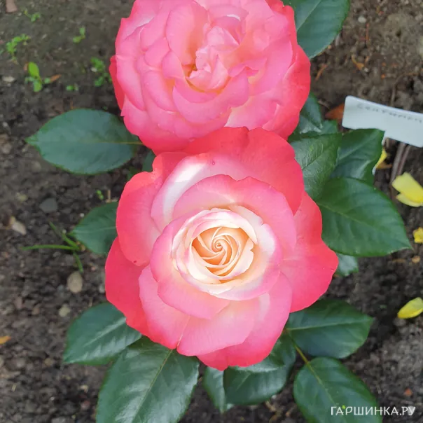 превью изображения отзыва