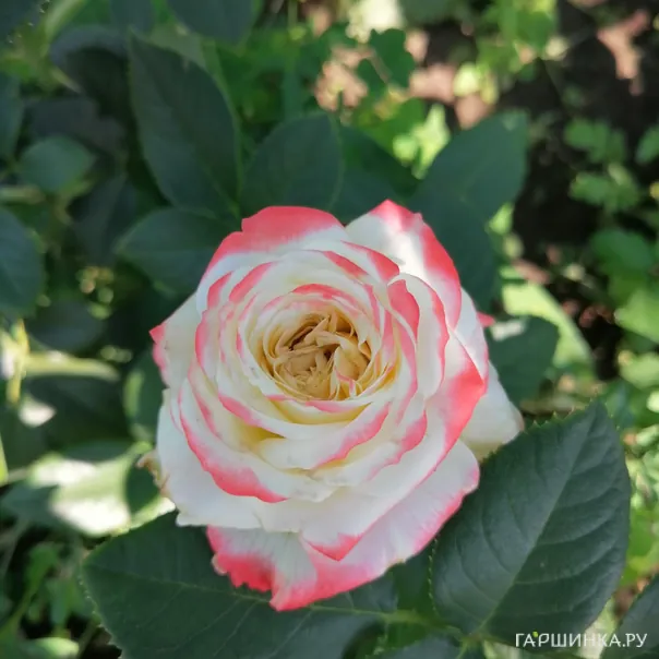 превью изображения отзыва