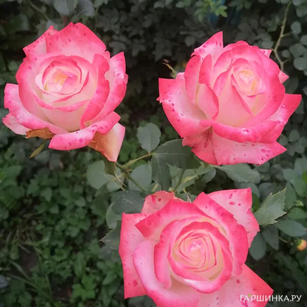 превью изображения отзыва