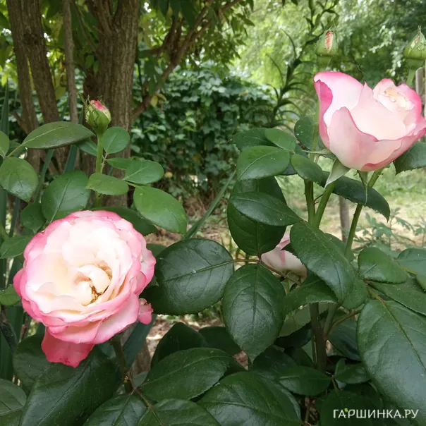 превью изображения отзыва