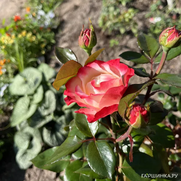 превью изображения отзыва