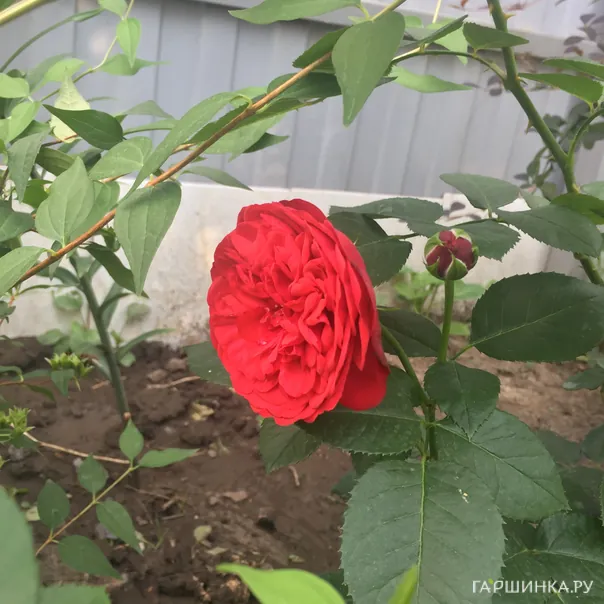 превью изображения отзыва