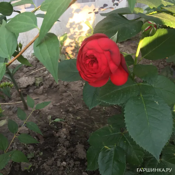 превью изображения отзыва