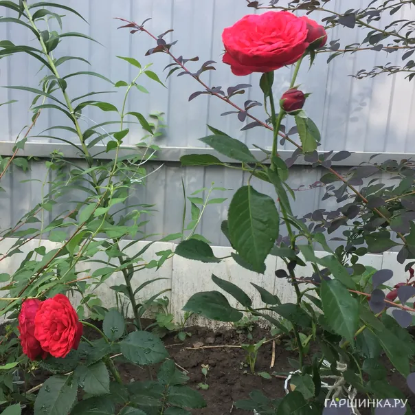 превью изображения отзыва