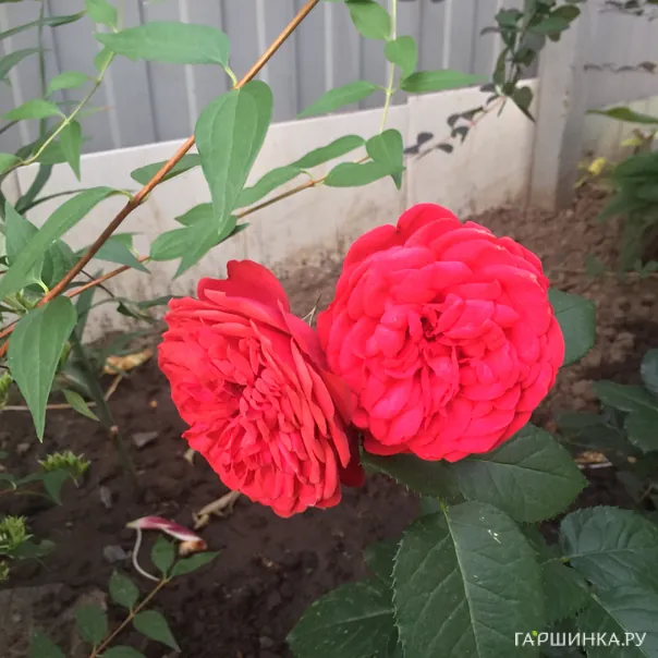 превью изображения отзыва