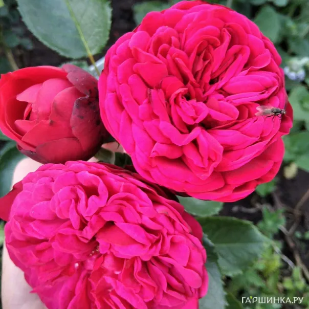 превью изображения отзыва