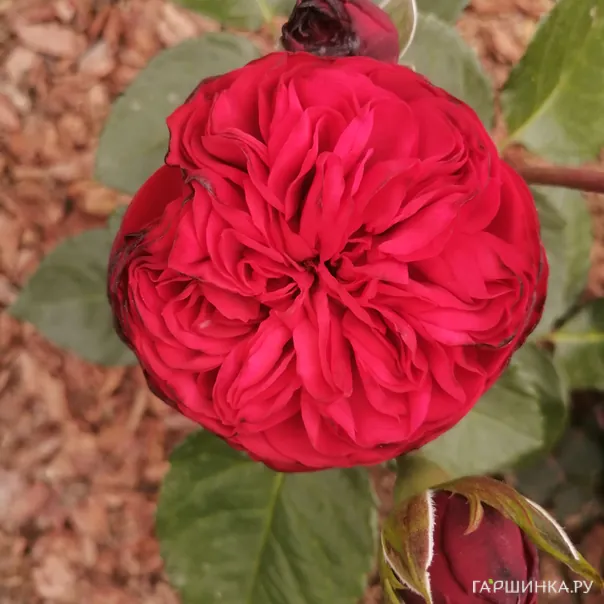 превью изображения отзыва