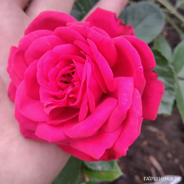 превью изображения отзыва